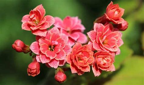 Calandiva Plant - Caring for Kalanchoe Blossfeldiana ‘Calandiva’