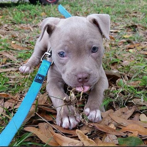 Blue eyes | Amstaff | Pinterest | Eyes, Blue and Blue eyes