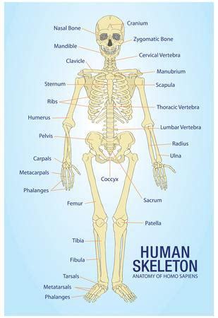 'Human Skeleton Anatomy Anatomical Chart Poster Print' Posters | AllPosters.com