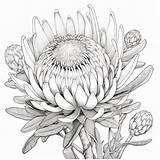 Intricate Protea Flower Coloring Page With Clear Black Lines And  sketch template