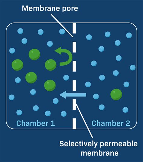 Experiment 3 Osmosis Direction And Concentration Gradients – Steven's Blog