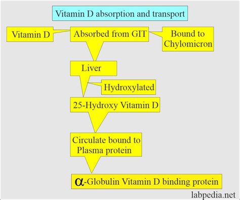 Vitamin D (Vitamin D2 and D3) - Labpedia.net