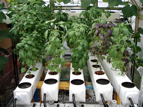 Nice selection of basil growing in a General Hydroponics AeroFlo ...