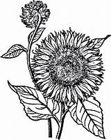Free Sunflower Coloring Pages PDF For Kids  Coloringfoldercom sketch template