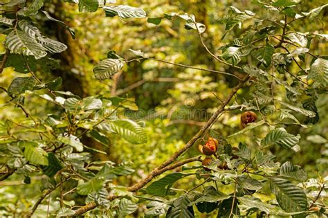 Rainforest Plants in the Monteverde Rigion in Costa Rica Stock Photo - Image of flower, sunlight ...