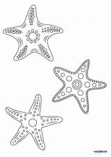 Printable Starfish Coloring Page sketch template