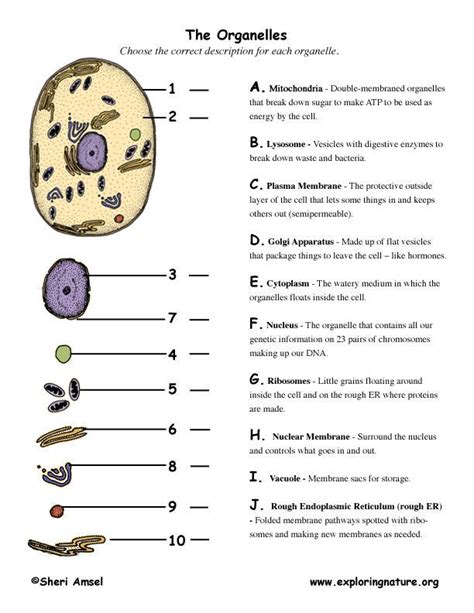 Cell Organelle Matching | Biology worksheet, Science cells, Cell organelles