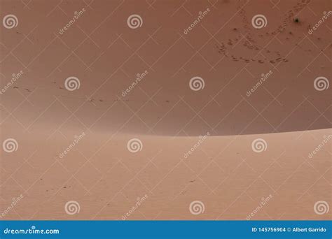 Footprints on desert sand stock photo. Image of outdoor - 145756904