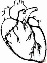 Human Heart coloring Page  Free Printable Coloring Pages sketch template