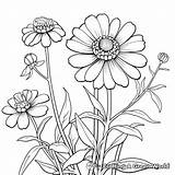 Zinnia Coloring Pages  Free & Printable sketch template
