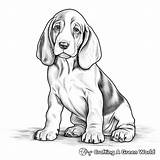 Basset Hound Coloring Pages  Free & Printable sketch template