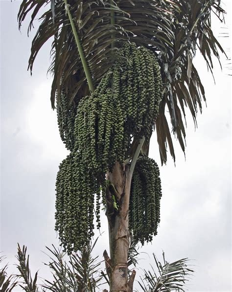 Enau (Arenga pinnata, Merr.) | Mazruu'aatun Syifaa'