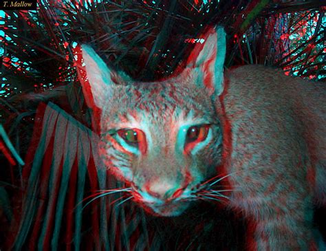 3D Background, Cat 3D Image, #9464