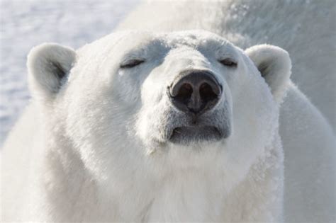 Getting Up Close with Polar Bears — While We Still Can | The Saturday ...