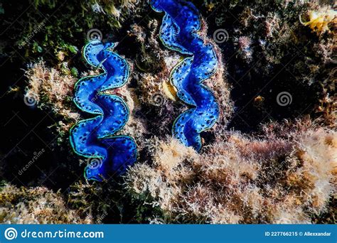 Maxima Tridacna Maxima Underwater Stock Image - Image of diversity, closeup: 227766215