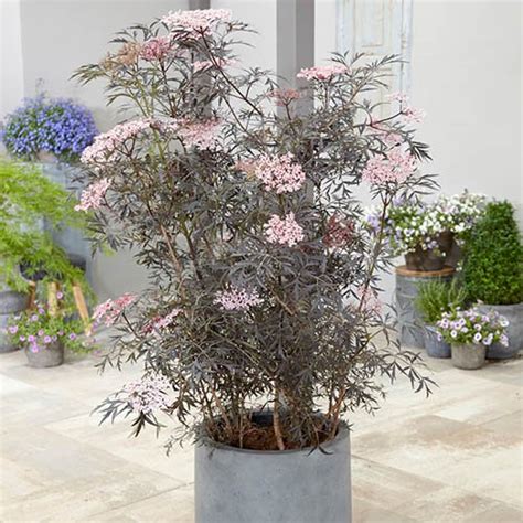 Sambucus nigra 'Black Lace' 2/3L | YouGarden