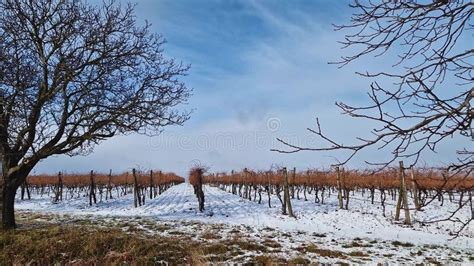 Snow Covered Winter Vineyards on the Hills of Moldova Stock Footage - Video of countryside, farm ...