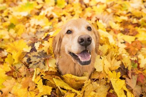 Is It Safe For Dogs To Play In Piles Of Leaves? | Cuteness