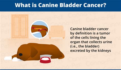 Bladder Cancer in Dogs | Canna-Pet®