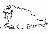 Walrus 18 Coloring  Play Free Game Online sketch template