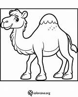 20 Free Camel Coloring Pages – The Color Cove sketch template