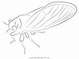 Red And Black Cicada Coloring Page For Kids  Free Cicadas Printable sketch template