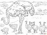 Ostrich With Chicks coloring page  Free Printable Coloring Pages sketch template