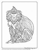 100  Monkey coloring Pages Free PDF To Print Woo Coloring sketch template