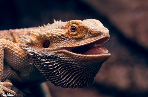 Pogona Vitticeps : Le Lézard Incroyable Que Vous Devez Absolument ...