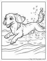 Weiner Dog Coloring Page –12 Free Printable Designs For Fun sketch template