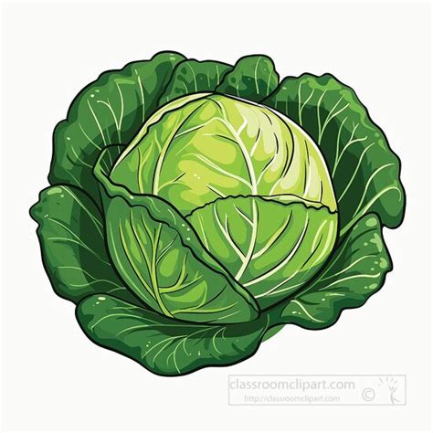 Vegetable Clipart-head of green cabbage clip art