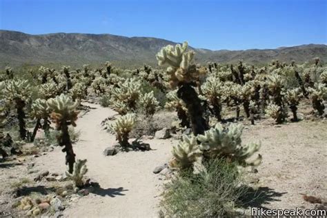 Cholla Cactus Garden | Joshua Tree | Hikespeak.com