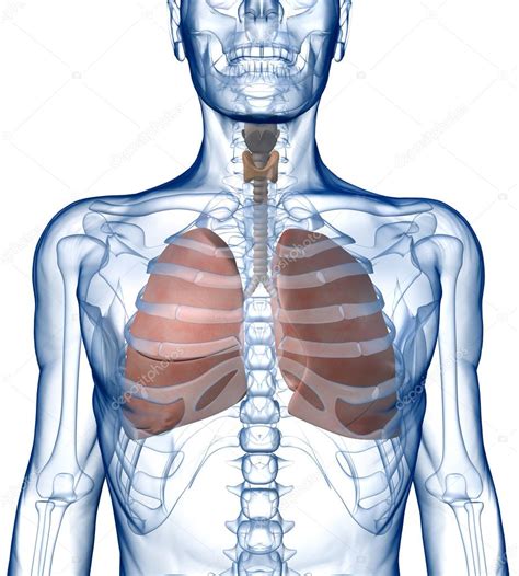 Lungs in the Rib_Cage Front View — Stock Photo © shumpc #10367748