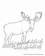 Wild Animal Coloring Pages  Grazing moose Page And Kids sketch template