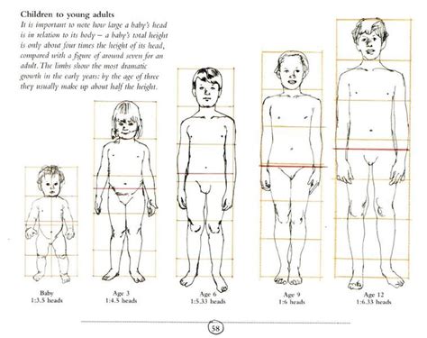 Pin by Diana Branca on body pos child reference | Anatomy reference, Human anatomy art, Anatomy ...