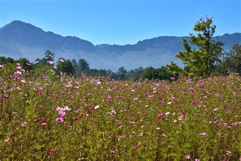 Mountains Flowers Summer - Free photo on Pixabay - Pixabay