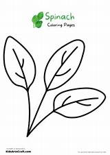 Spinach Coloring Pages For Kids – Free Printables  Art & Craft sketch template