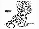 Jaguar Coloring Pages  Free Download On ClipArtMag sketch template