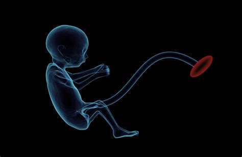 Why It Matters: Prenatal Development | Lifespan Development