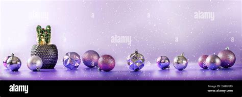 Christmas cactus with pink and purple baubles on purple background with ...