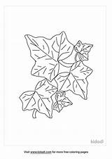 Ivy Coloring Leaf Template Large Pages Simple Printout Clipart  sketch template