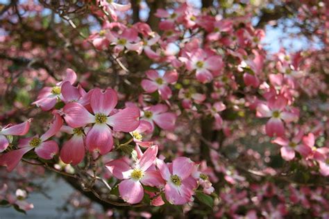 Dogwood blossoms | Our neighbor's dogwood tree look very bea… | Flickr