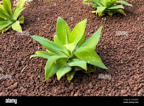 Agave attenuata Stock Photo - Alamy