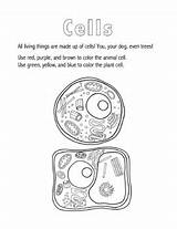 Animal Cell Coloring Sheet sketch template
