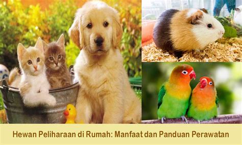 Hewan Peliharaan di Rumah: Manfaat dan Panduan Perawatan