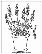 Lavender Coloring Pages Free Printable Downloads  Sheets sketch template