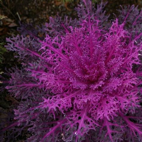 Kale Peacock 'Red' Ornamental Kale from Babikow Wholesale Nursery