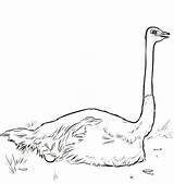 Ostrich Eggs Coloring Page sketch template