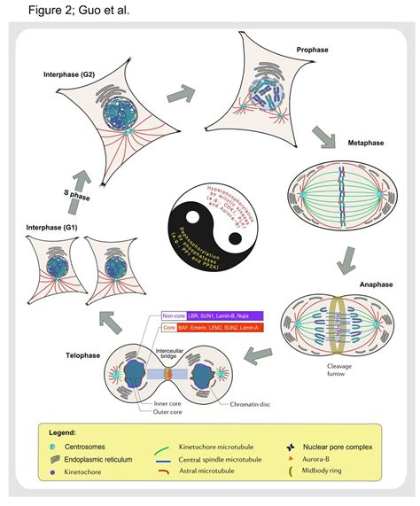 The processes of nuclear envelope (NE) breakdown and reassembly during ...