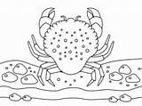 Dungeness Crab coloring Page  Free Printable Coloring Pages sketch template